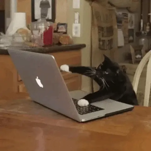 Cat gif