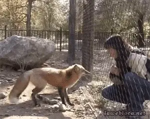 Fox gif