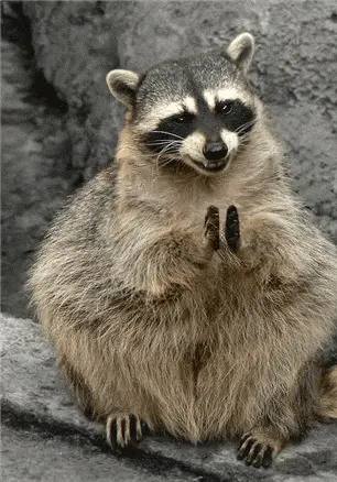 Raccoon gif